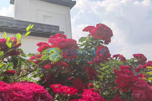 沈阳公墓价格对比：不同墓地收费标准一览