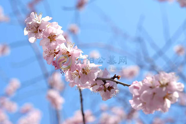 沈阳墓园大概多少钱?墓园价格区间与影响因素! 沈阳墓园大概多少钱?墓园价格区间与影响因素!
