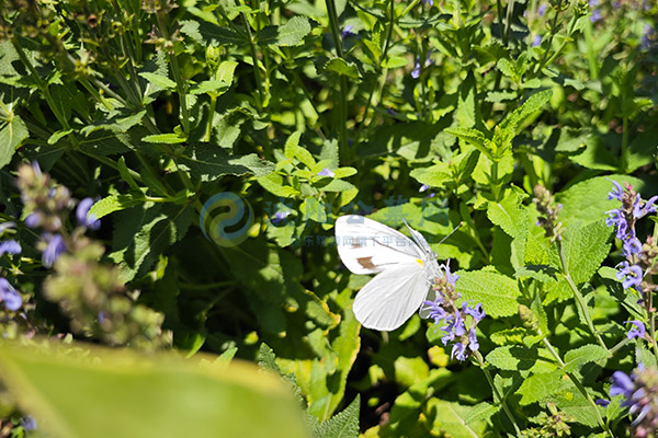 沈阳纪念林墓园生态葬墓地价格一览表:2026树葬福地·节地惠民绿色安息全攻略 沈阳纪念林墓园生态葬墓地价格一览表:2026树葬福地·节地惠民绿色安息全攻略