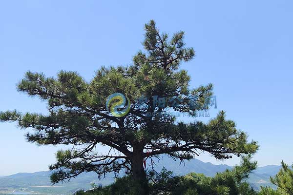 沈阳公墓